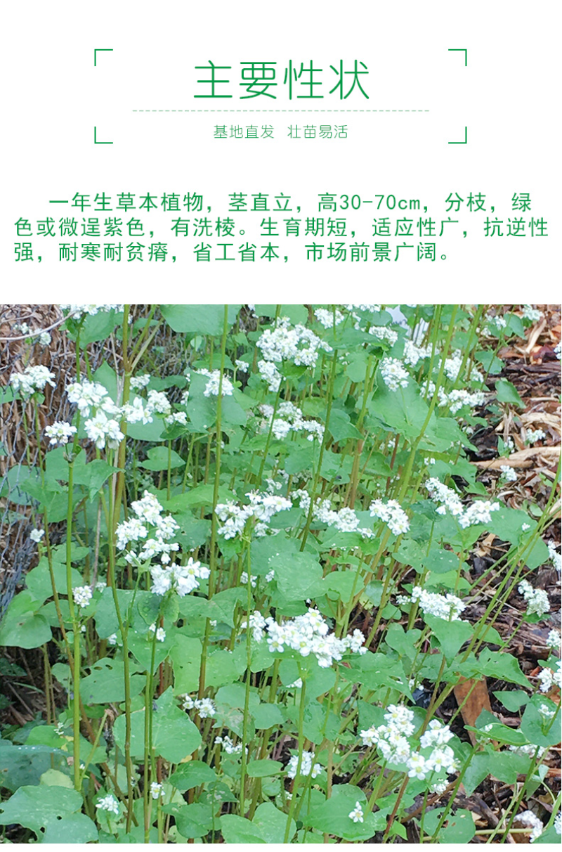 苦荞麦牧草种子/甜荞麦种子高产量质量保证全国发货