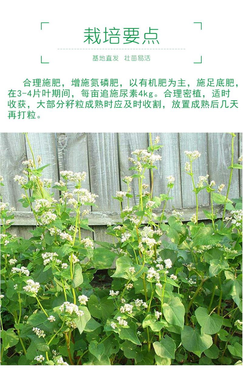 苦荞麦牧草种子/甜荞麦种子高产量质量保证全国发货