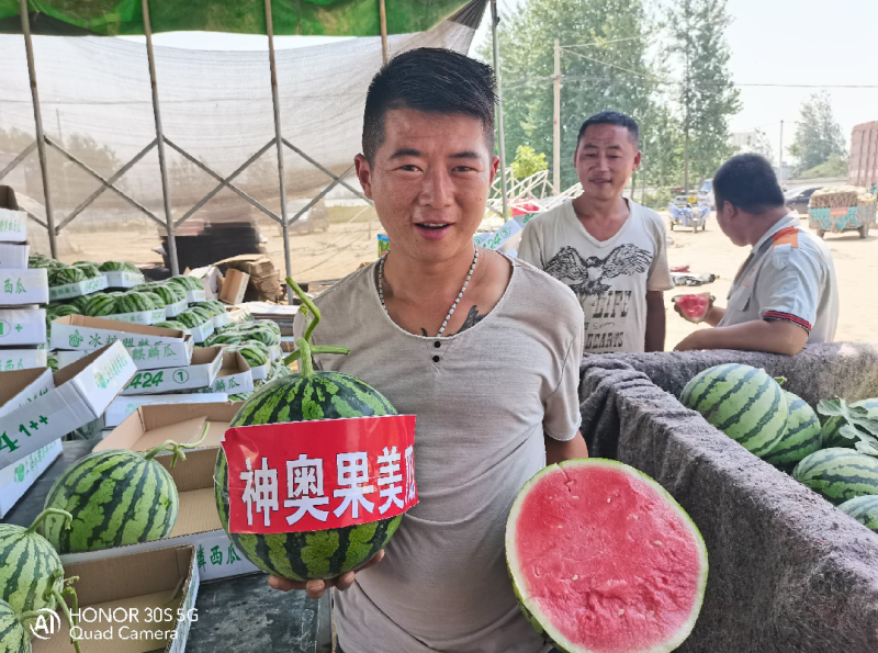 神奥果美西瓜种子美都西瓜种子抗病抗裂易座果保证