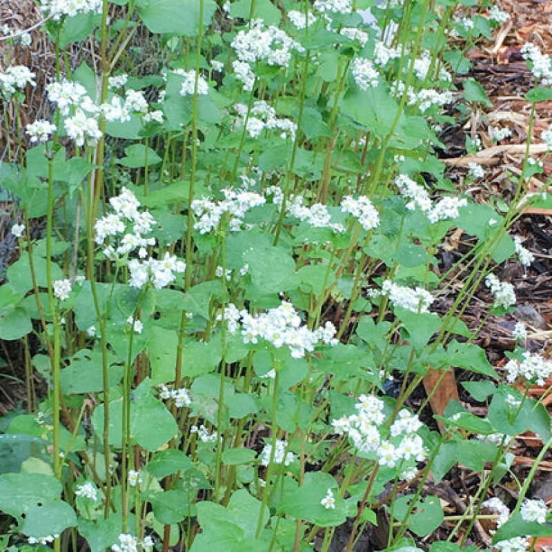 苦荞麦牧草种子/甜荞麦种子高产量质量保证全国发货