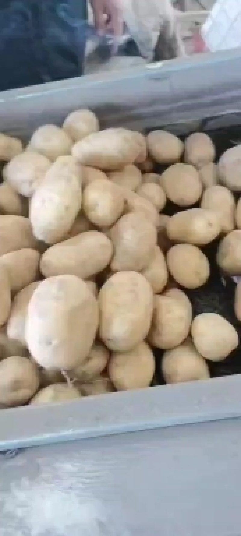 大家好，北京种子公司，V7土豆种子，品种多，保质量，