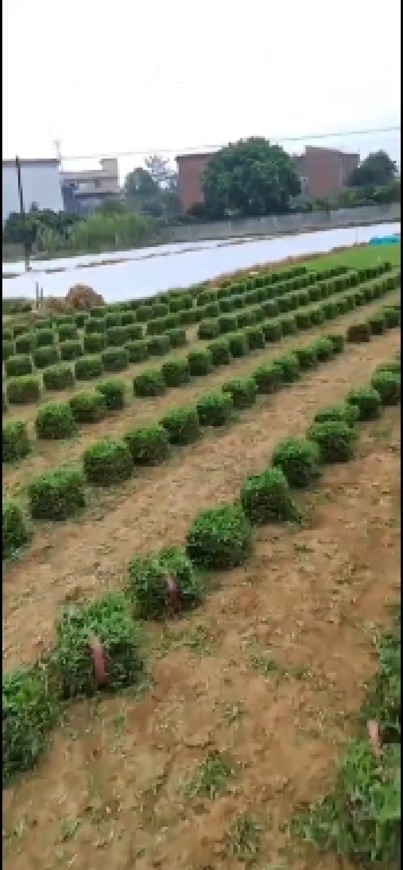 广东广州惠州大叶油草块批发