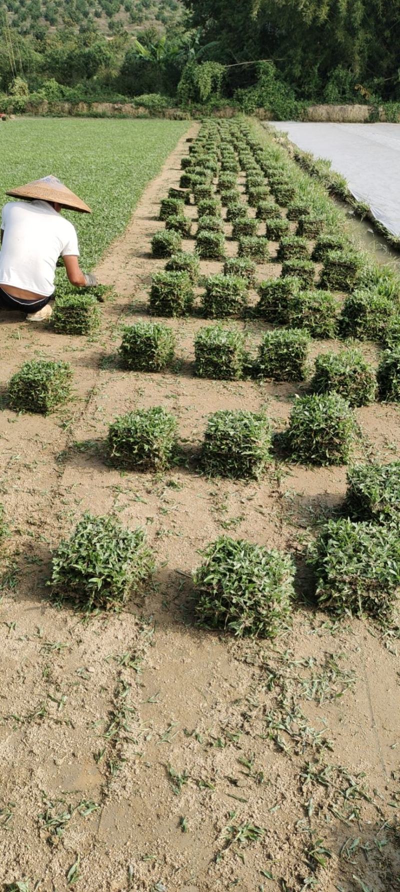 广东广州惠州大叶油草块批发