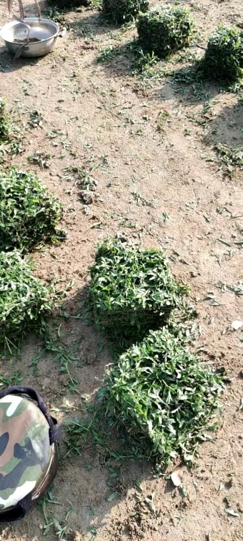 广东广州惠州大叶油草块批发