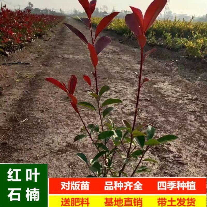 绿化苗木，红叶石楠毛球