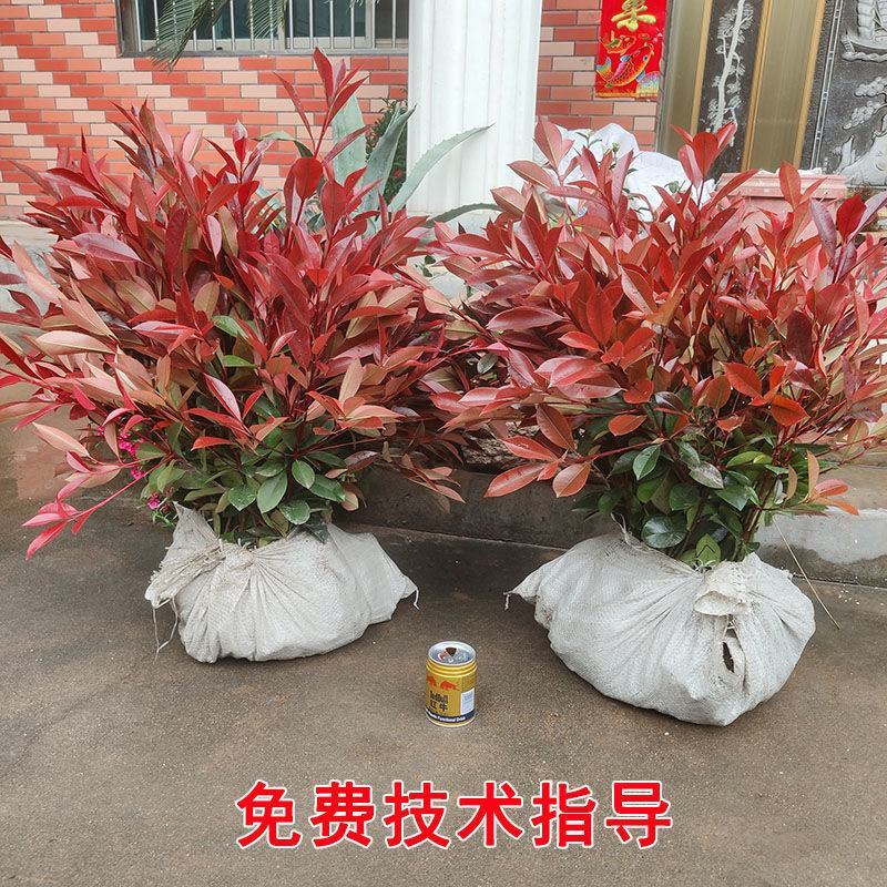绿化苗木，红叶石楠毛球