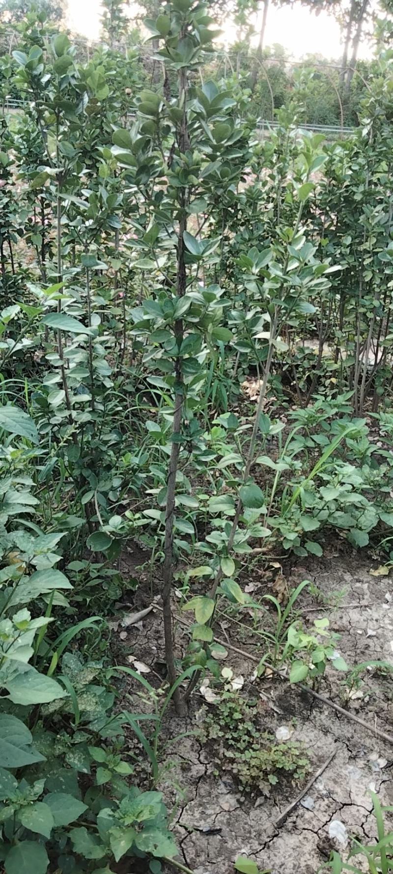 绿化苗木篱笆苗，北海道黄杨，