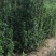 绿化苗木篱笆苗，北海道黄杨，