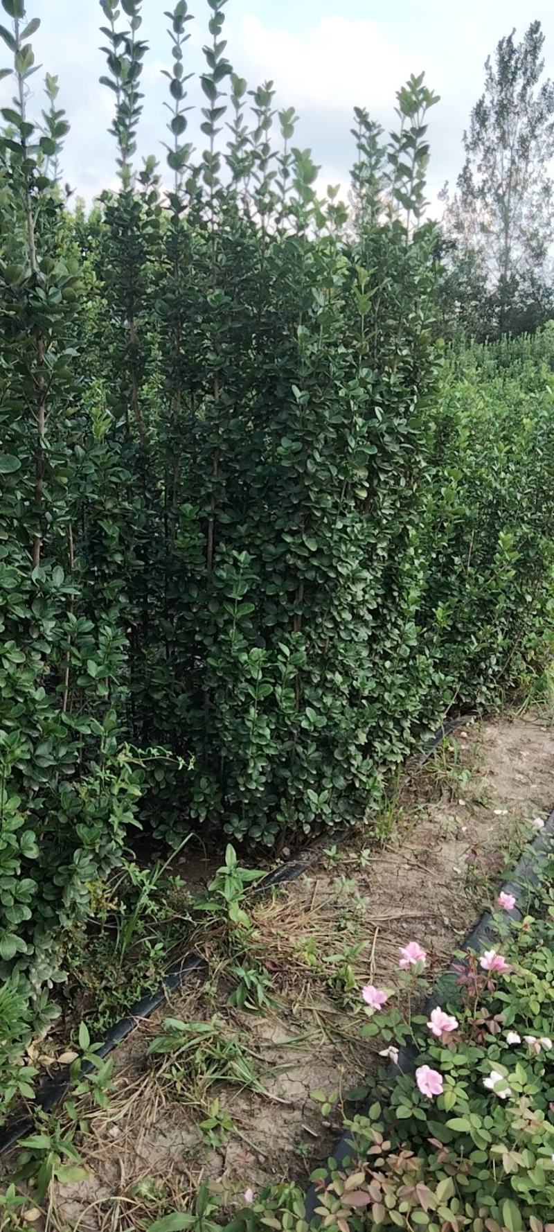绿化苗木篱笆苗，北海道黄杨，