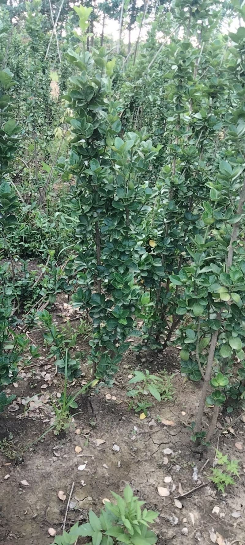 绿化苗木篱笆苗，北海道黄杨，