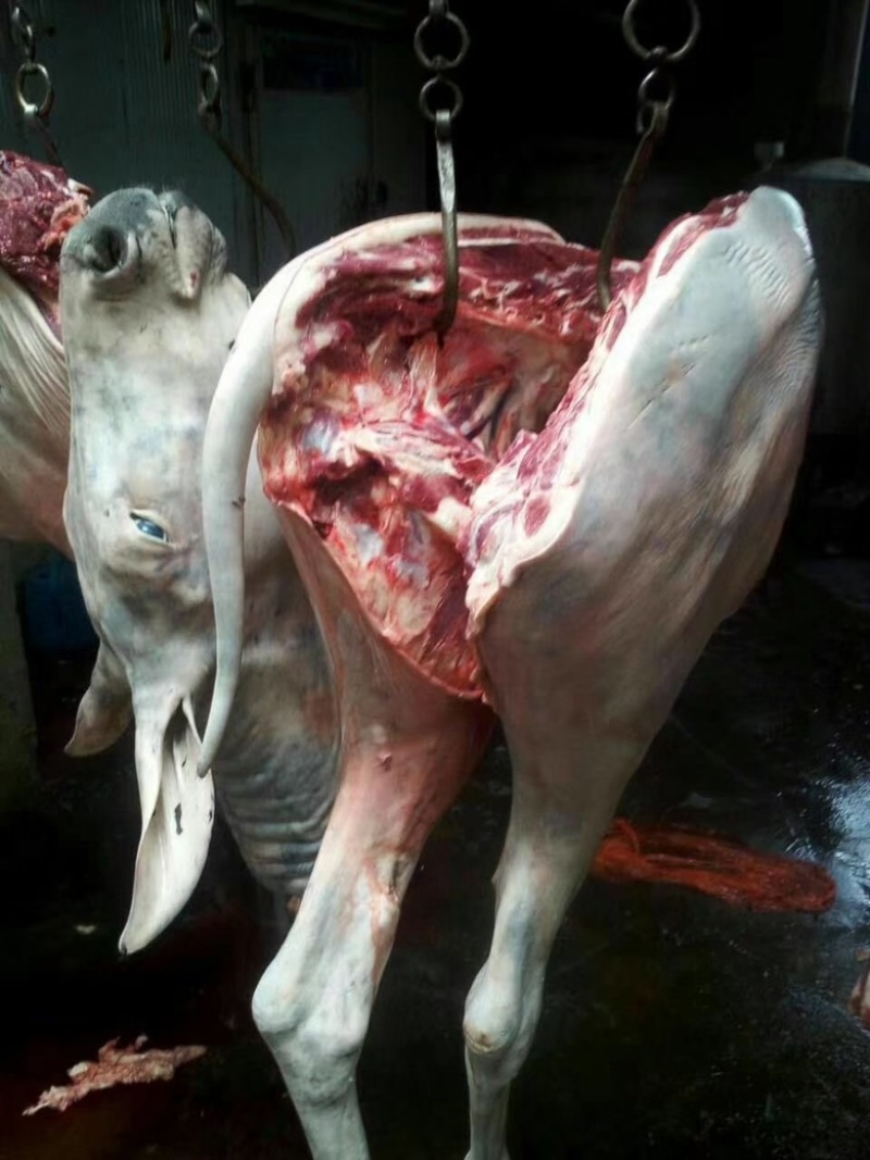 驴肉，驴杂