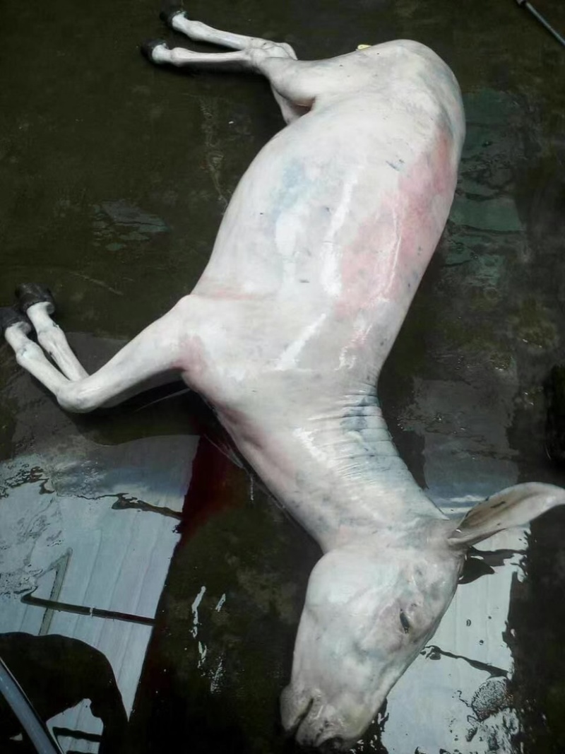 驴肉，驴杂