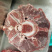 驴肉，驴杂