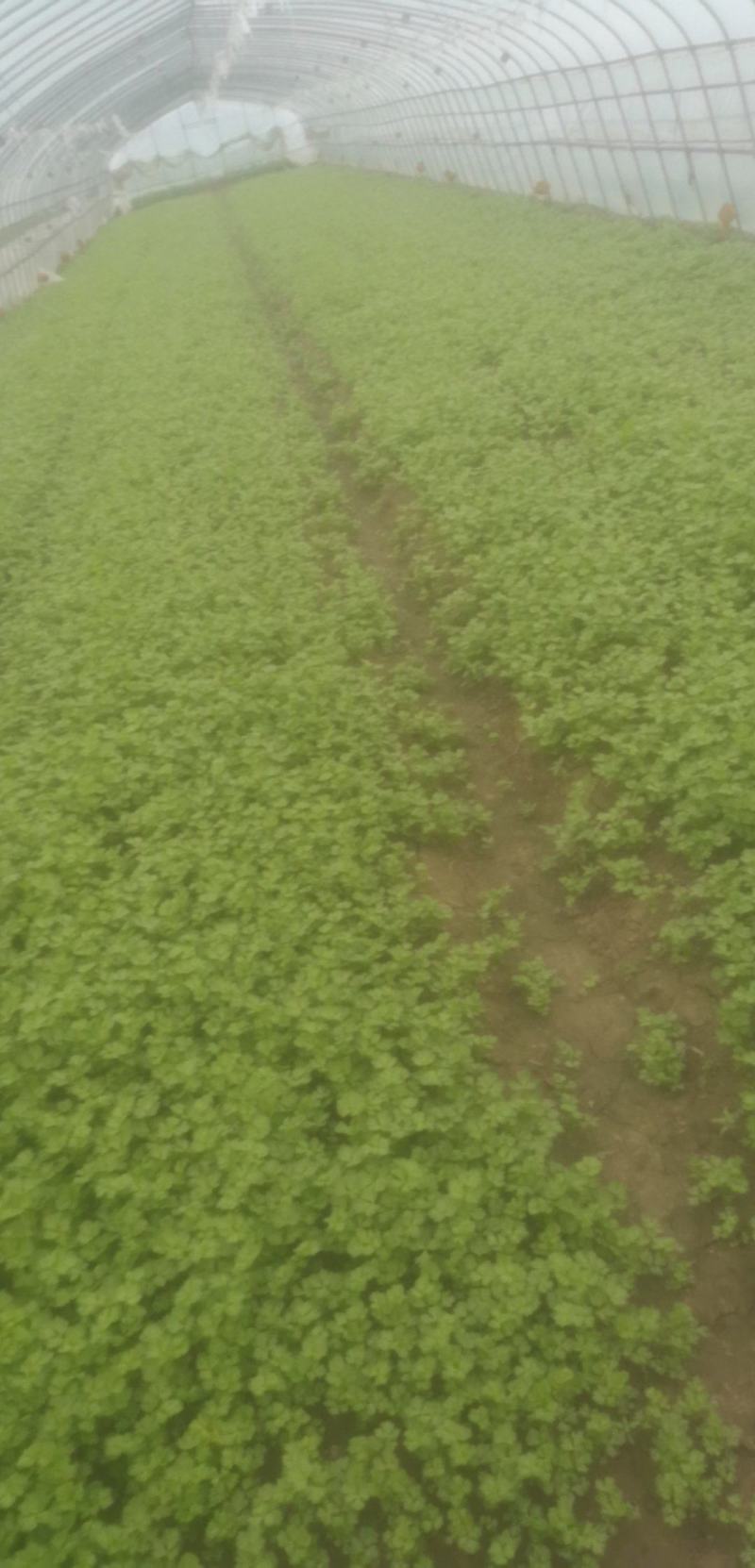 上海本地香芹大量上市产地直供价格便宜每日供货