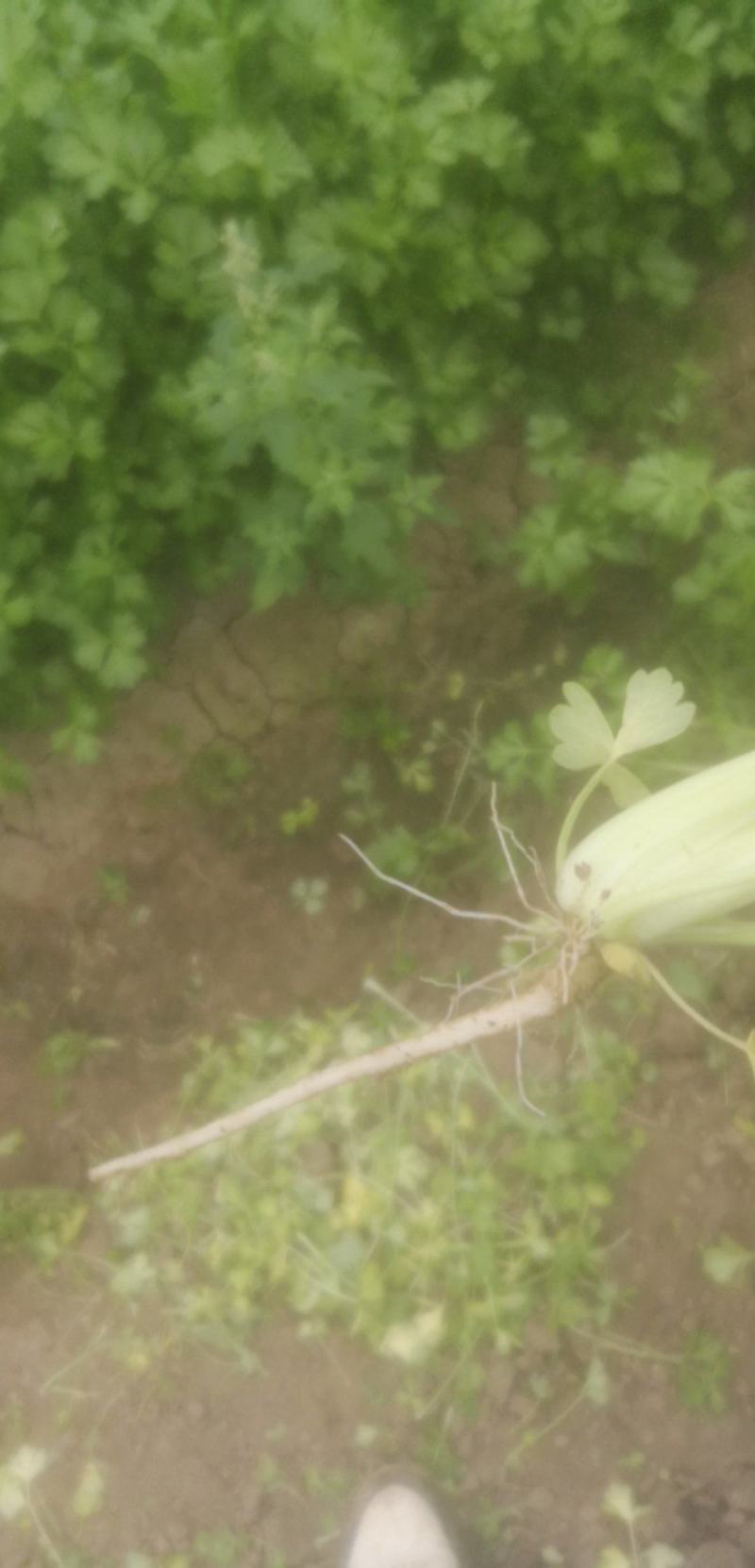 上海本地香芹大量上市产地直供价格便宜每日供货