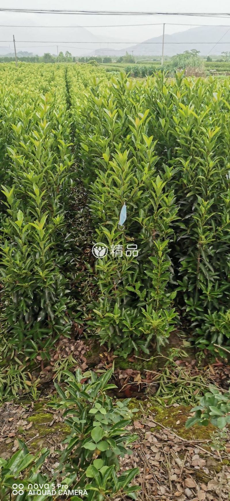 精品法青珊瑚
