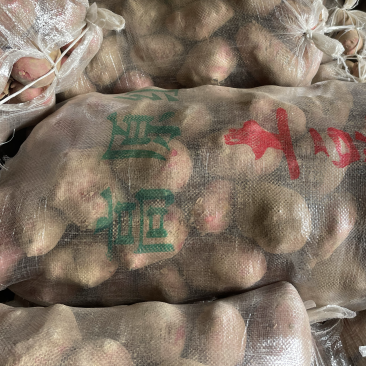 黄心土豆