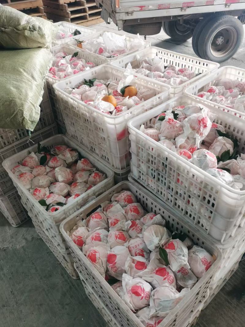 春见.耙耙柑/一件代发/电商/微商/直播平台/产地直供