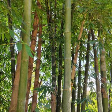 楠竹，毛竹原料，大量供应，可根据需求切断