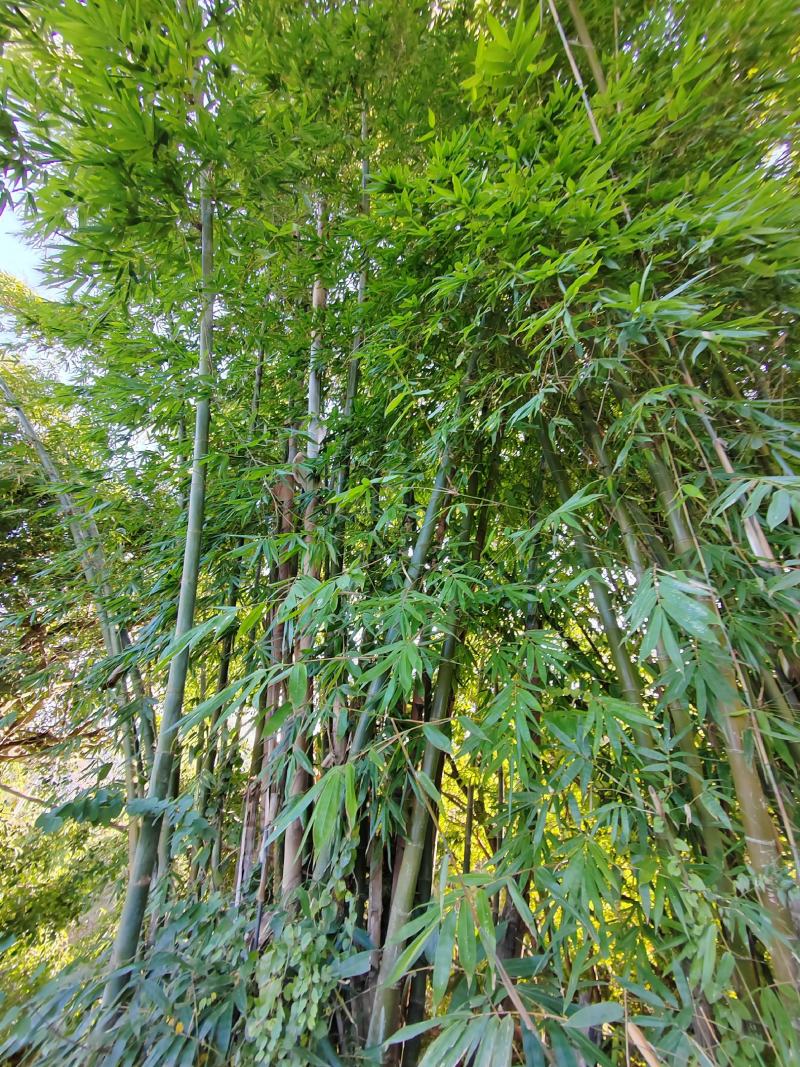 楠竹，毛竹原料，大量供应，可根据需求切断
