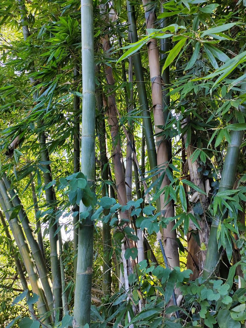 楠竹，毛竹原料，大量供应，可根据需求切断