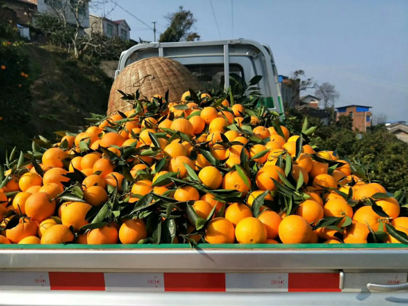 橙子湖北纽荷尔脐橙产地一手货源现采现发一站式服务