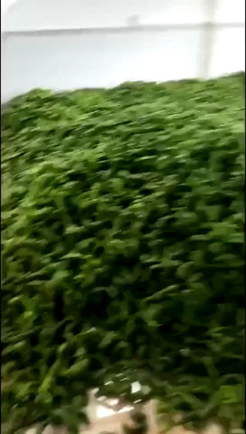 海南螺丝椒