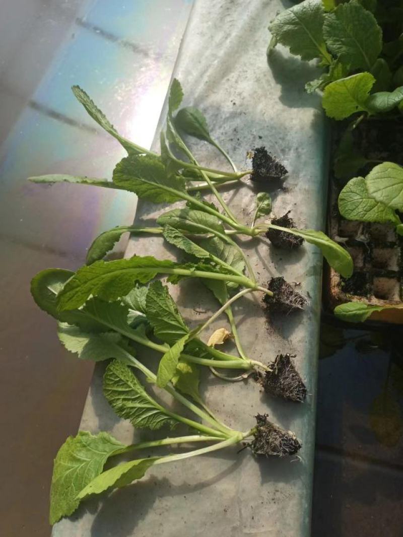 优质绍菜苗。无病害，带土发货，易成活。保质保量。