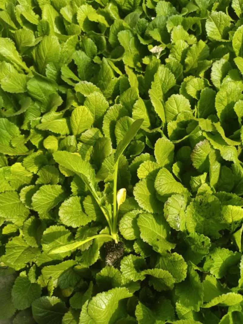 优质绍菜苗。无病害，带土发货，易成活。保质保量。