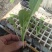 优质绍菜苗。无病害，带土发货，易成活。保质保量。