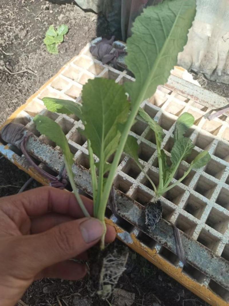 优质绍菜苗。无病害，带土发货，易成活。保质保量。
