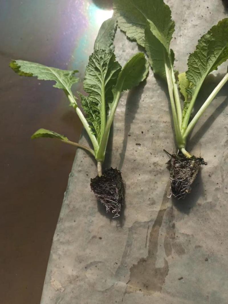 优质绍菜苗。无病害，带土发货，易成活。保质保量。