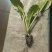 优质绍菜苗。无病害，带土发货，易成活。保质保量。