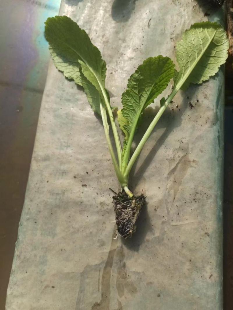 优质绍菜苗。无病害，带土发货，易成活。保质保量。