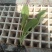 优质绍菜苗。无病害，带土发货，易成活。保质保量。
