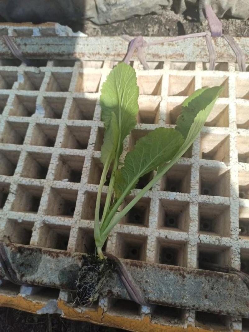 优质绍菜苗。无病害，带土发货，易成活。保质保量。