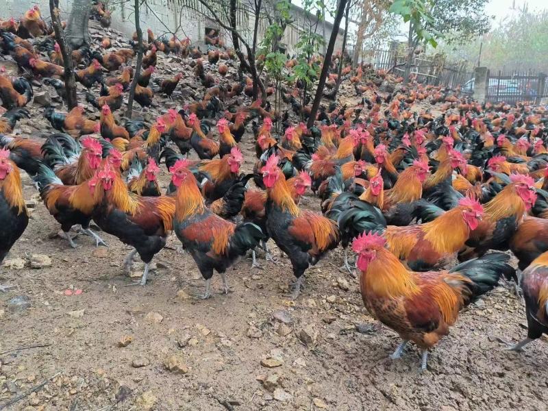 青脚土鸡苗【厂家直销优质鸡苗】包做疫苗运输包存活到家