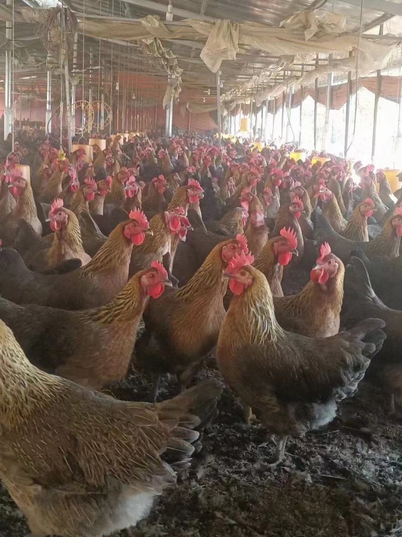 青脚土鸡苗【厂家直销优质鸡苗】包做疫苗运输包存活到家