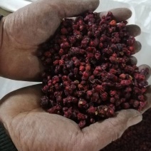 精品油籽