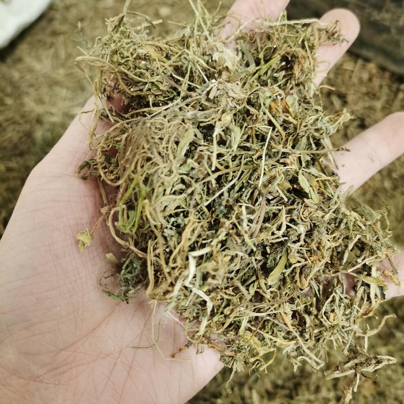 垂盆草500克起售量大从优手机实物拍摄欢迎选购