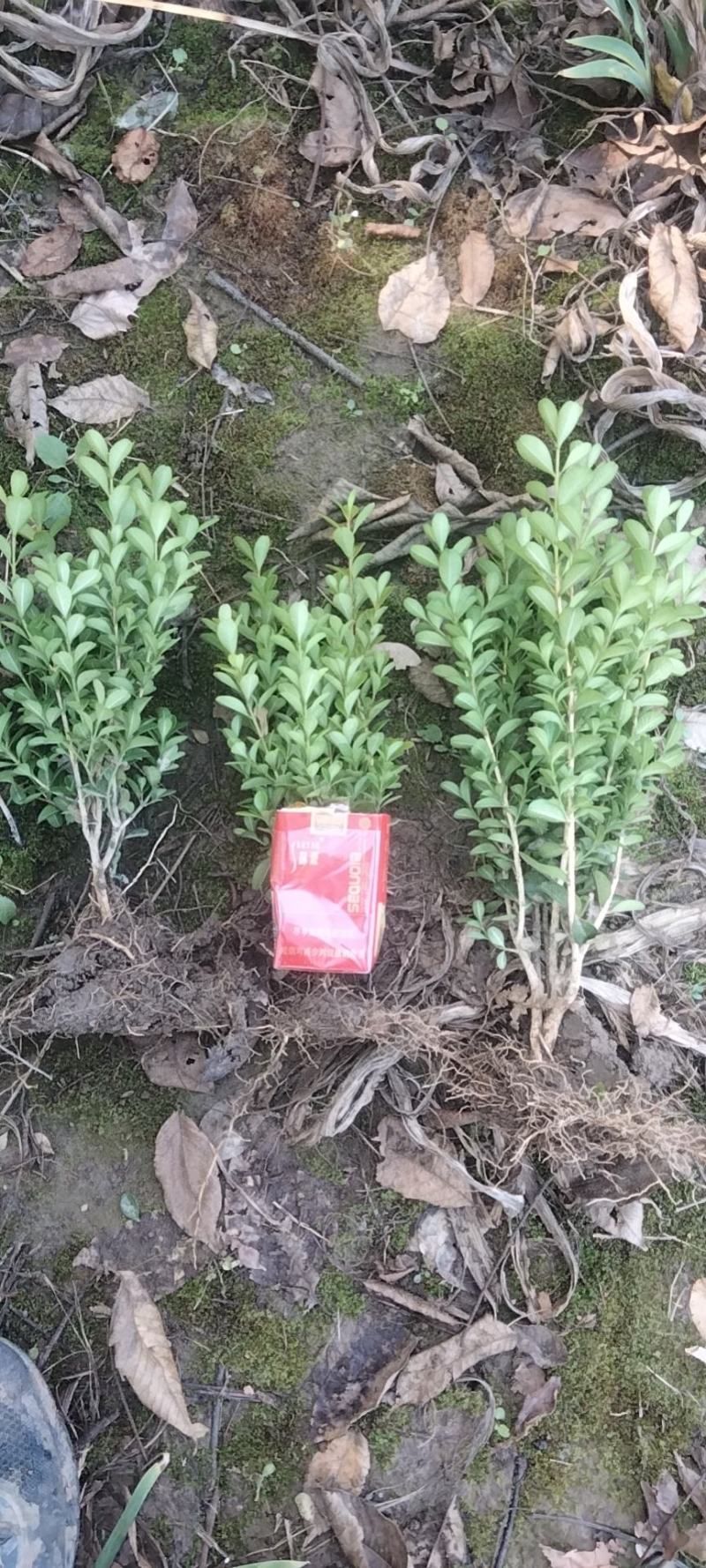 【基地批发】精品瓜子黄杨现挖现发品质保证根系发达