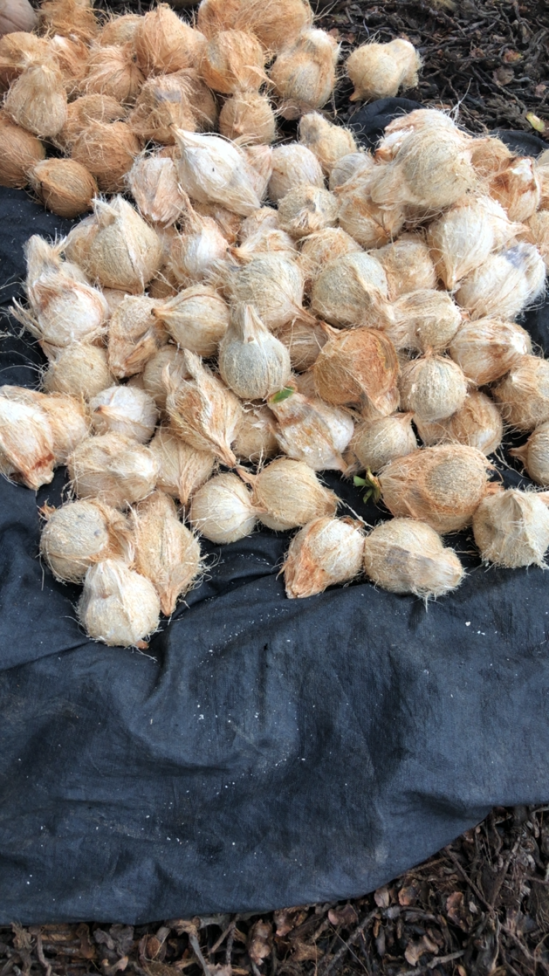海南琼海椰青，个头圆满，皮青光泽，水多香甜，耐运输存放等