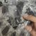 绣球花种子绣球花种籽子四季播种花籽一年都开花种植庭院易活