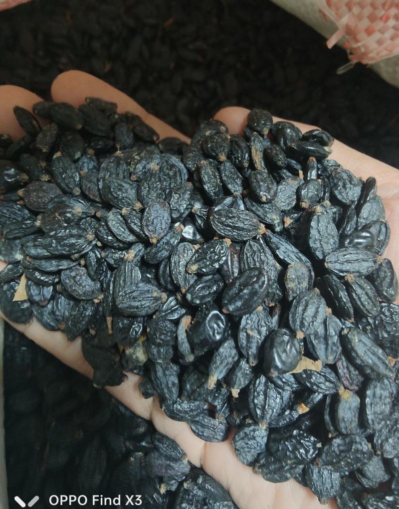 绣球花种子绣球花种籽子四季播种花籽一年都开花种植庭院易活