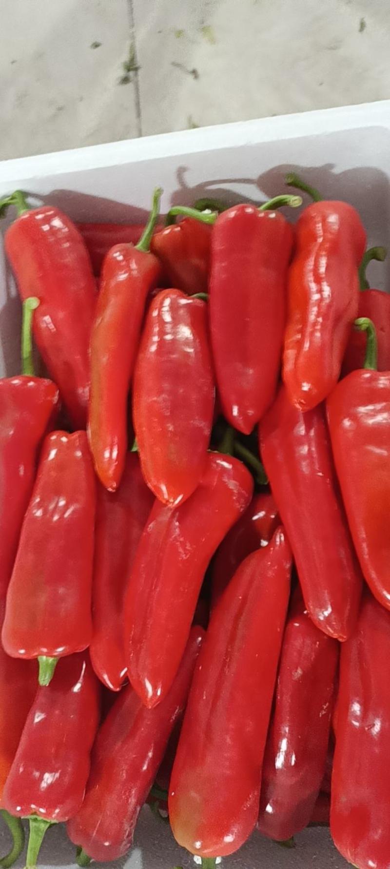 精品光皮红辣椒，安徽红泡椒质量好，价格优，货量大，欢迎来电