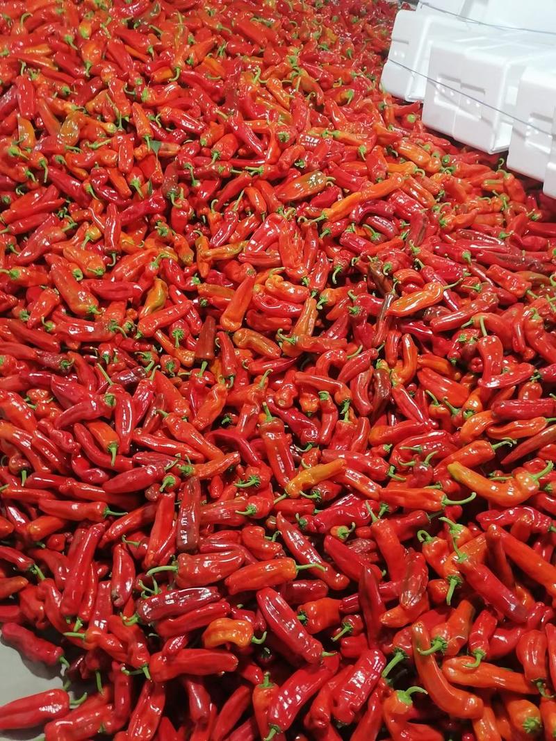 精品光皮红辣椒，安徽红泡椒质量好，价格优，货量大，欢迎来电