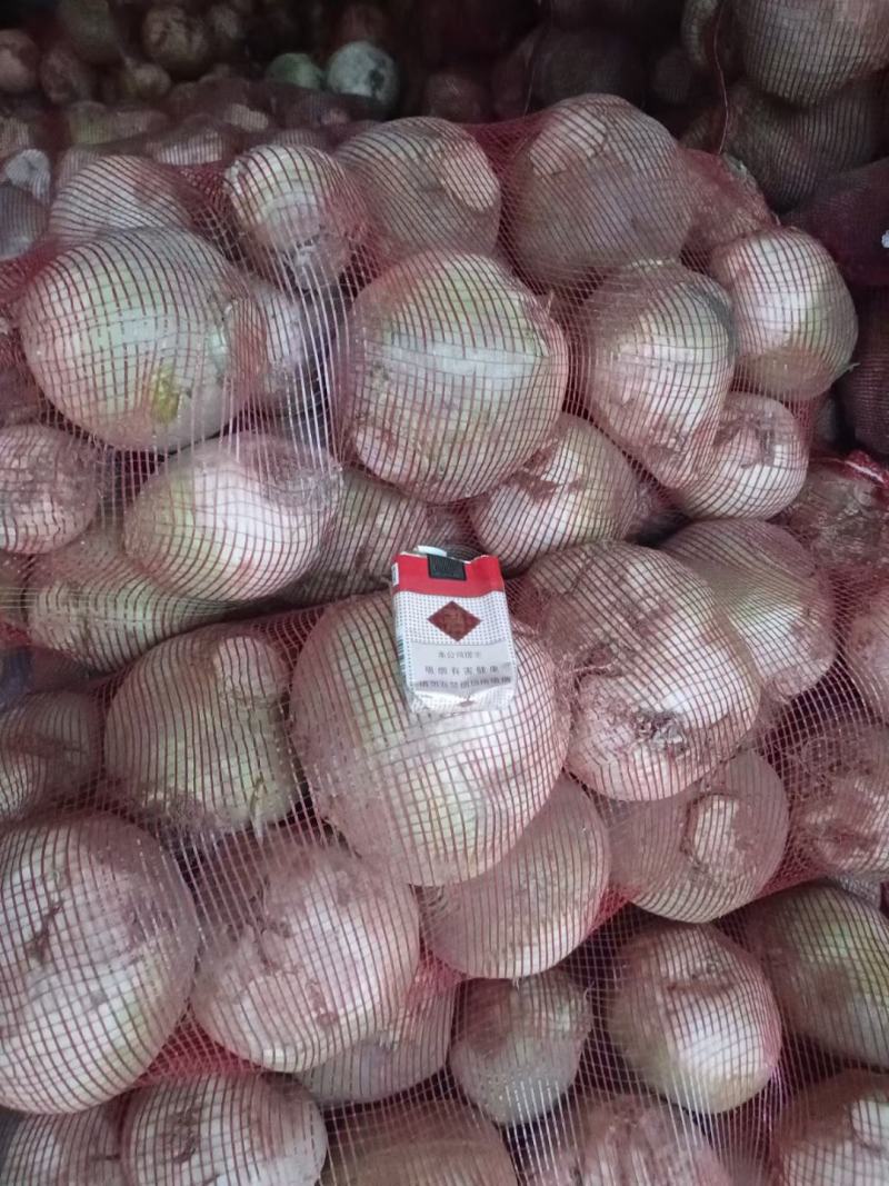 河南，洋疙瘩，大头菜，苤蓝，芥菜，大量供应酱菜厂加工厂，