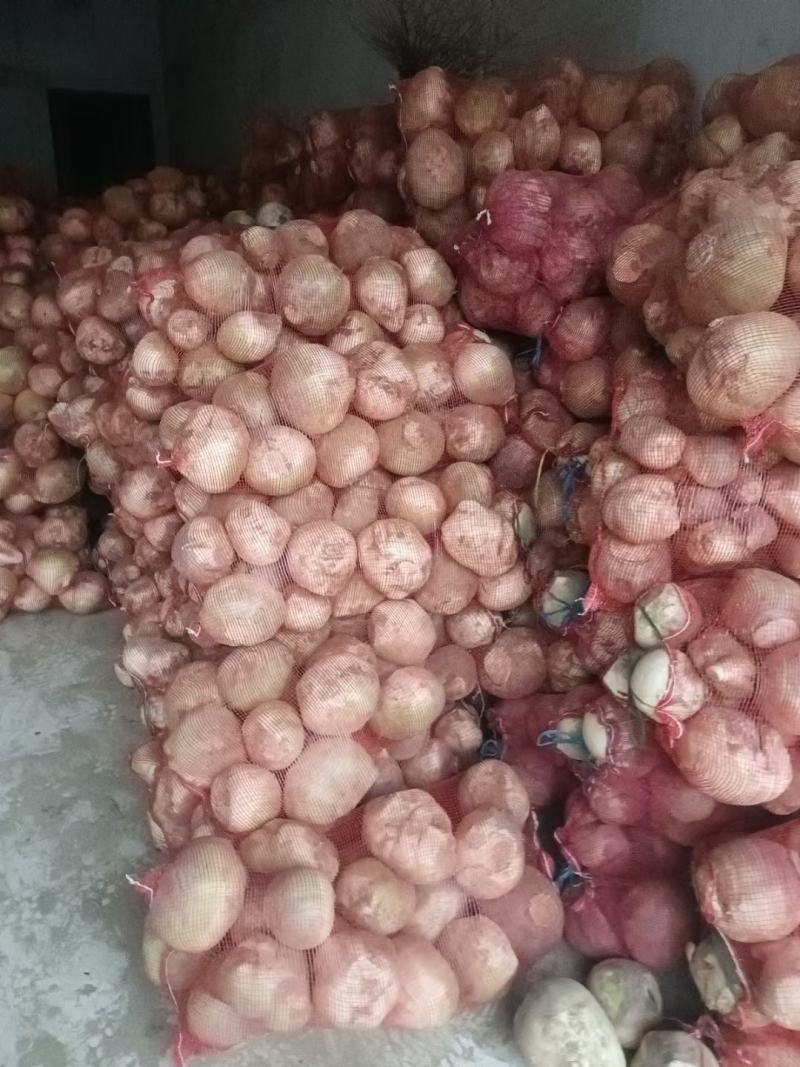 河南，洋疙瘩，大头菜，苤蓝，芥菜，大量供应酱菜厂加工厂，