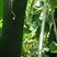 绿亨黑马冬瓜种子特大号黑皮冬瓜种子丰产型墨绿皮长炮弹形