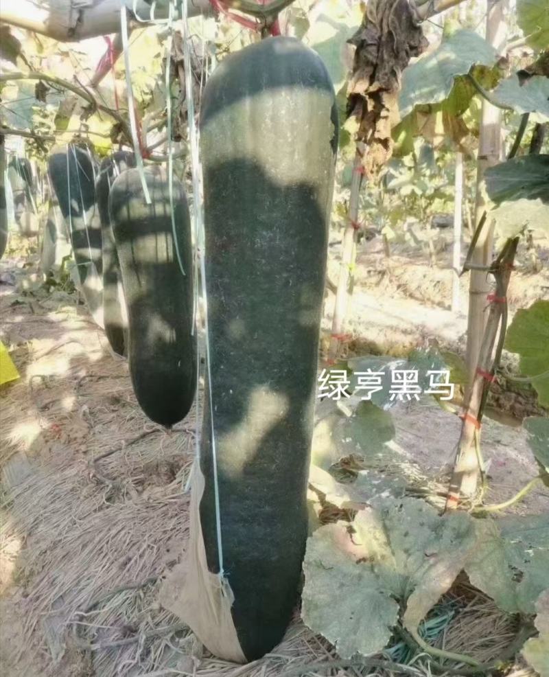 绿亨黑马冬瓜种子特大号黑皮冬瓜种子丰产型墨绿皮长炮弹形